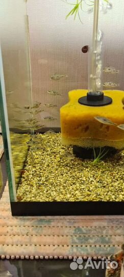 Аквариумные рыбки (дельфины)