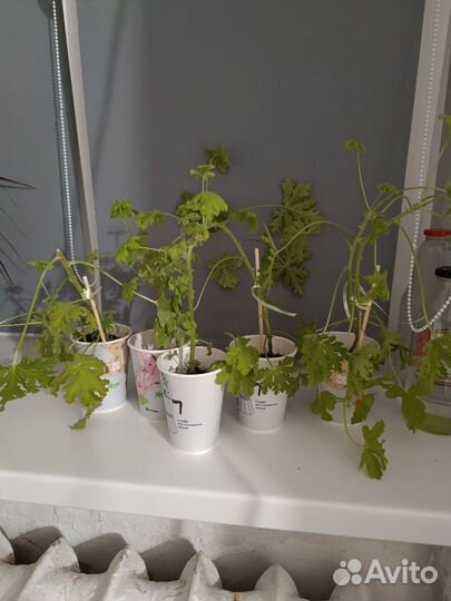 Герань душистая лечебная