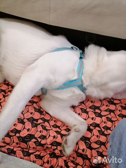 Собачая шлейка