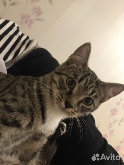 Кошка на вязку