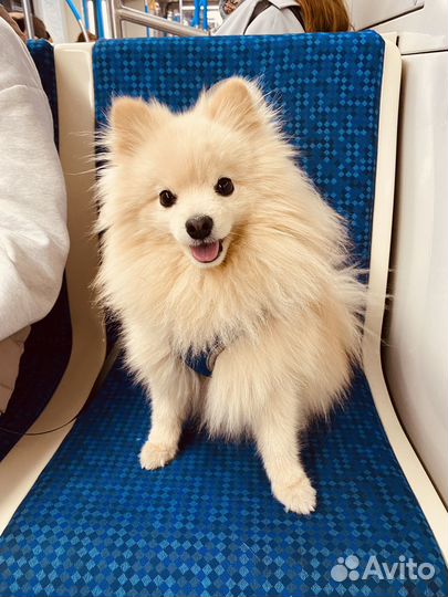 Вязка собак