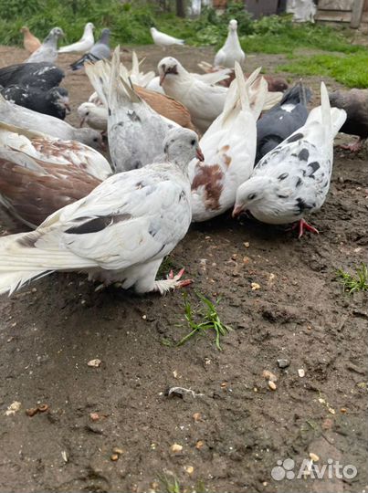 Бойные голуби(армянские,бакинские,иранские и т.п)