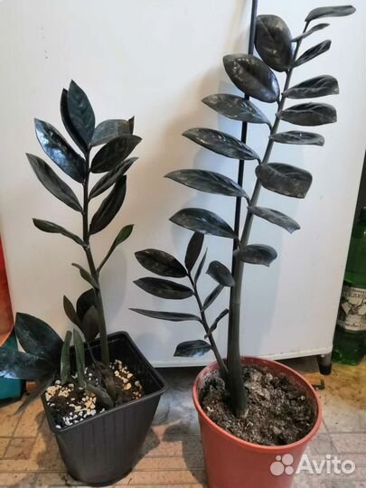 Замиокулькас черный равен