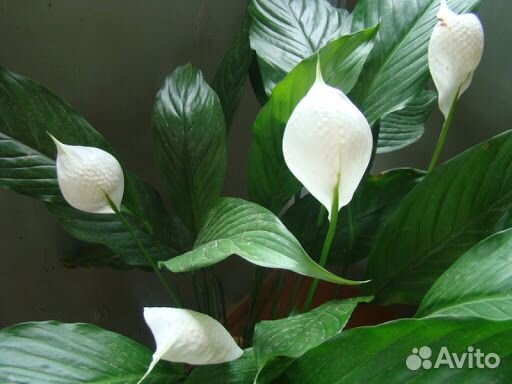 Спатифиллум