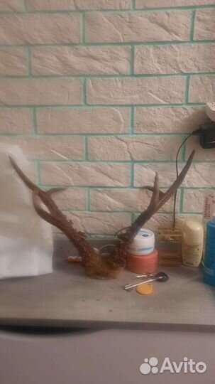 Рога косули