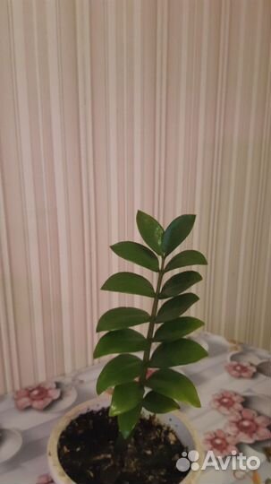 Замиокулькас