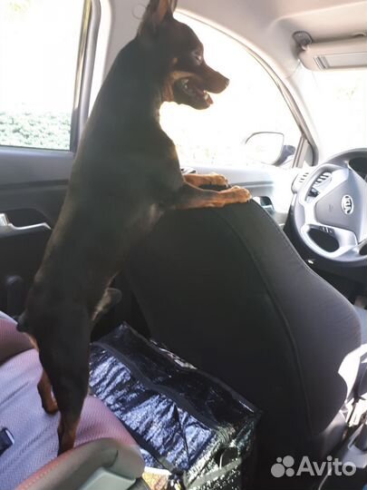 Домашние животные собаки маленькие вязка