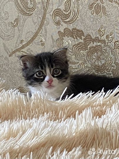 Шотландская вислоухая кошка (смесь) бесплатно