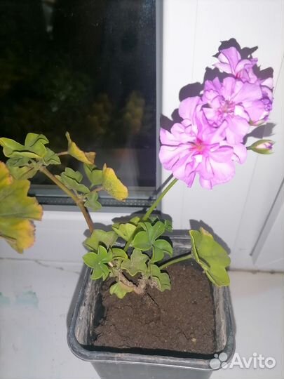 Пеларгония герань