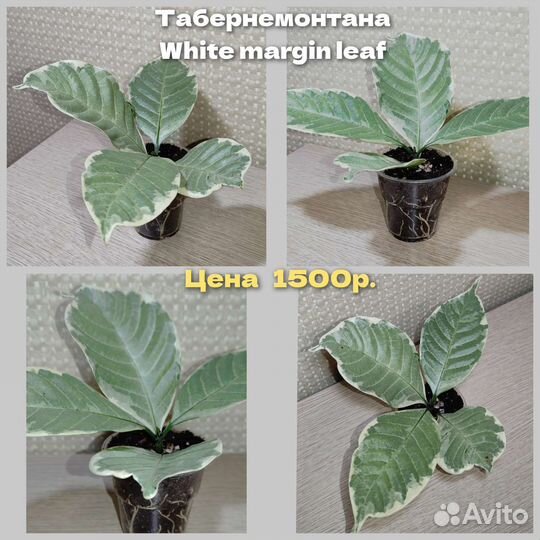 Табернемонтаны несколько видов