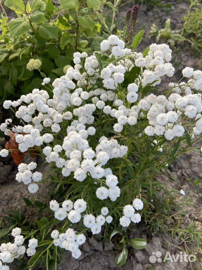 Цветы садовые и комнатные