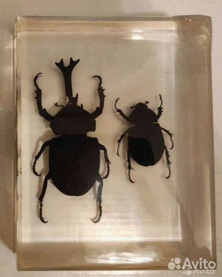 Насекомые и их знакомые