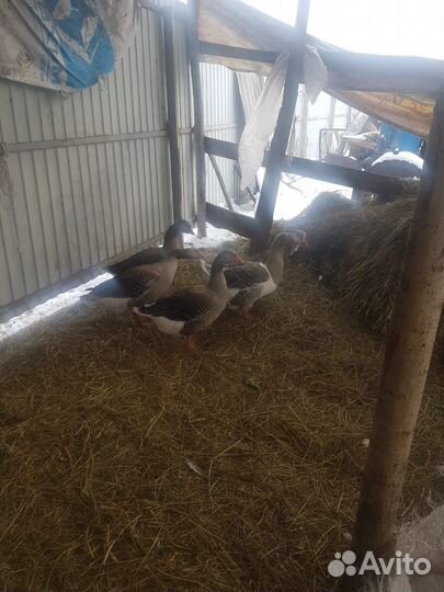 Гуси холмогоры