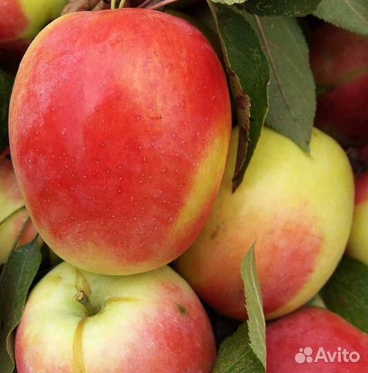 Саженцы яблони Северный Синап