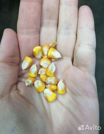 Продам кукурузу фуражную,ячмень,пшеницу