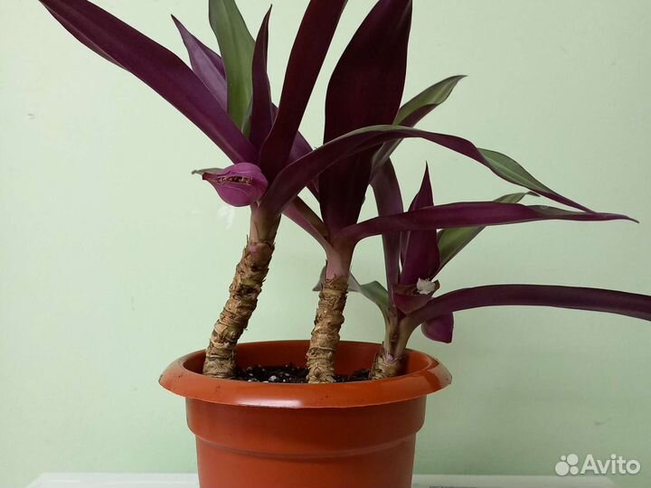 Традесканция Рео