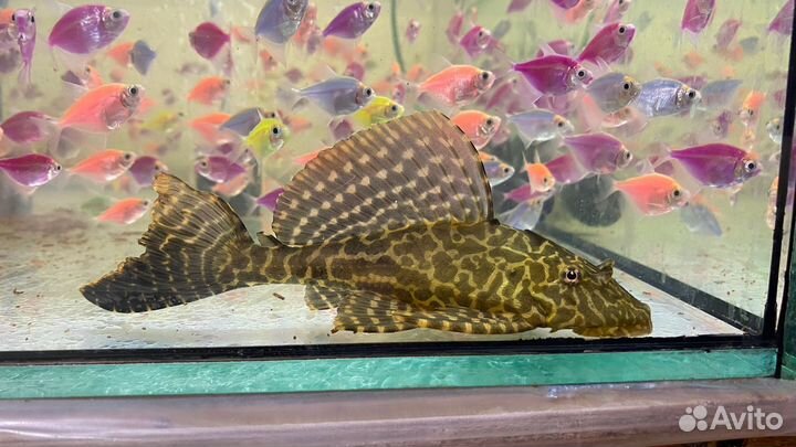 Обслуживание аквариумов