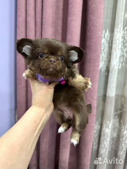 Шоколадно подпалые мальчики