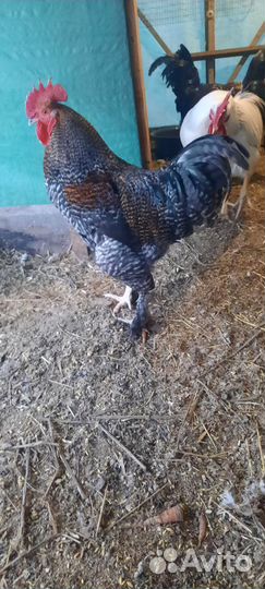 Петухи доминант