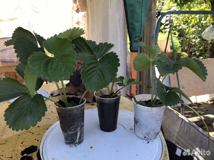 Рассада клубники разных сортов