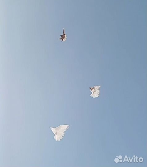 Николаевские голуби. Новосибирск. опт