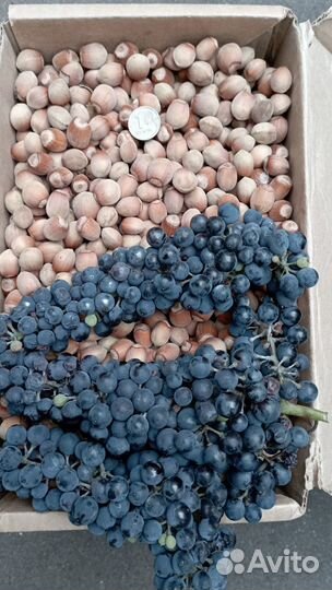 Орехи фундук 23г.Виноград СССР молдав.технический