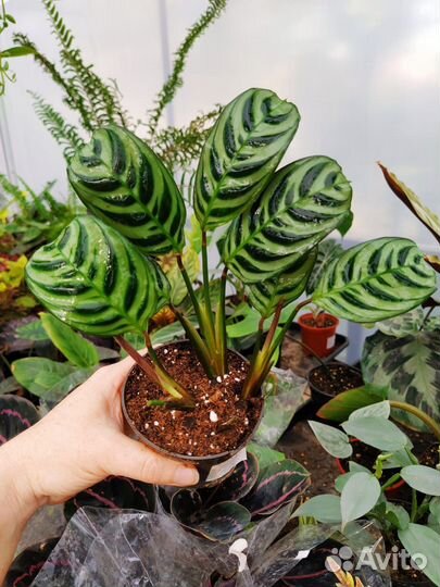 Ктенанта бурле макс