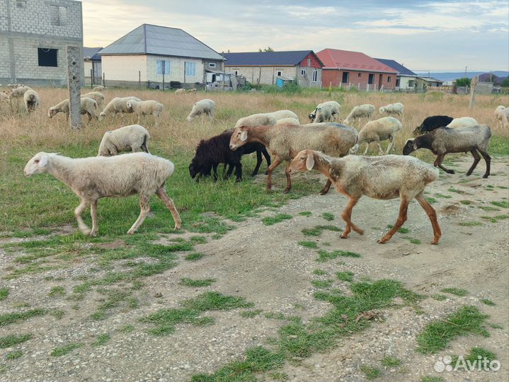 Бараны на курбан байрам