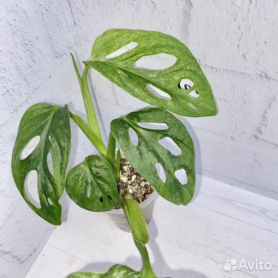 Монстера адансона минт