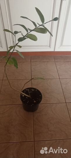 Лимонное дерево привитое