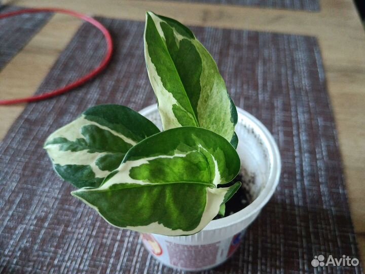 Сциндапсус Эн Джой