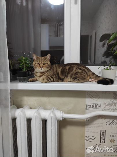 Кот для кошки