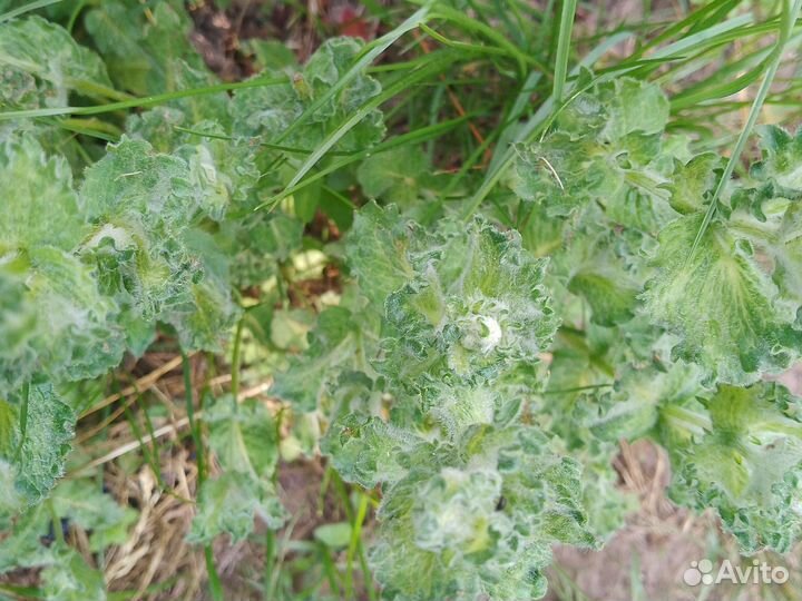 Мята разные сорта