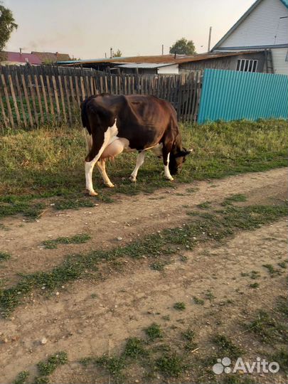 Корова и телка