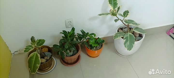 Комнатные растения цветы