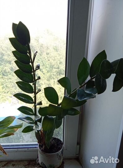 Замиокулькас. Цветок миллиардеров