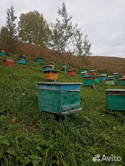 Продам улья