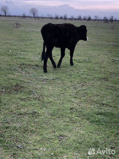 Коровы и телки