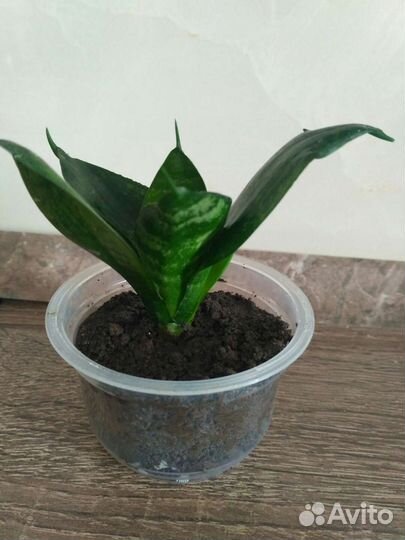 Сансевиерия ханни