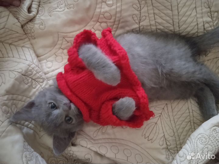 Кошечка в добрые руки