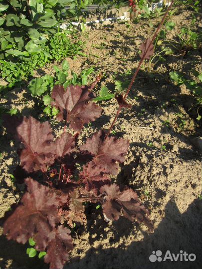 Лаватера Золотые шары Гельхера Перетрум Энотера