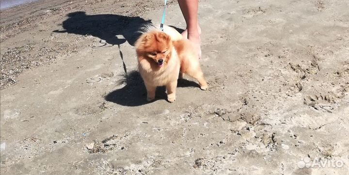 Шпиц вязка