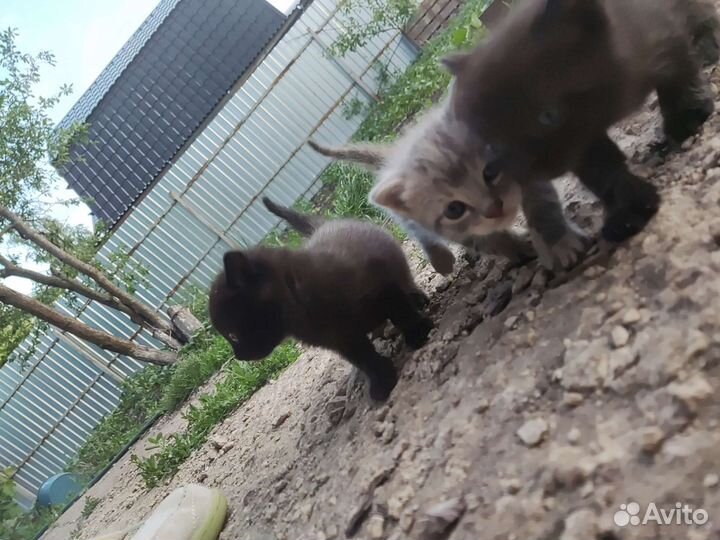 Британские котята