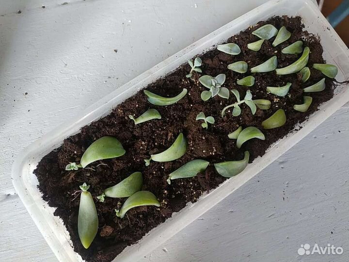 Суккулент граптопиталум детки