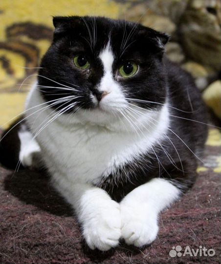 Кошечка в добрые руки