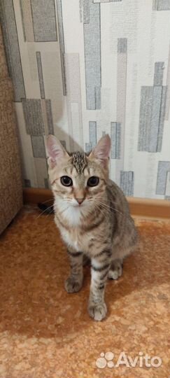 Кошка
