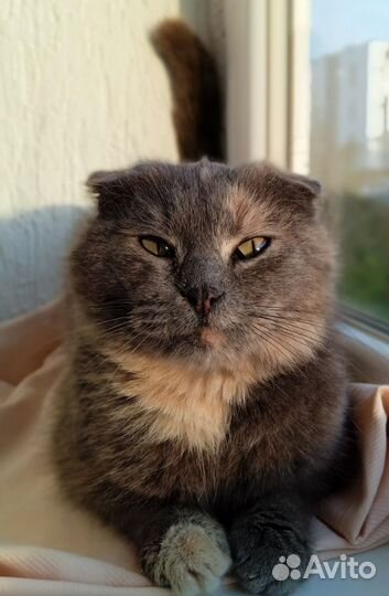 Кошечка в добрые руки