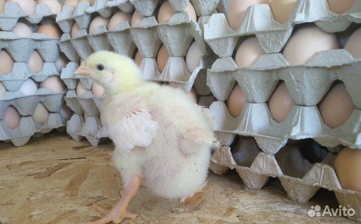 Цыплята Бройлер Кобб 500 импорт