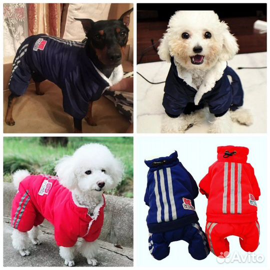 Одежда для собак
