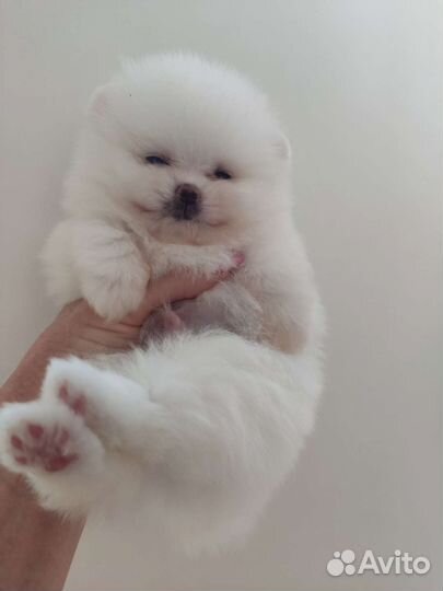 Медвежонок